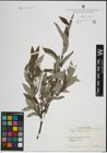 Foto von Salix lapponum L.